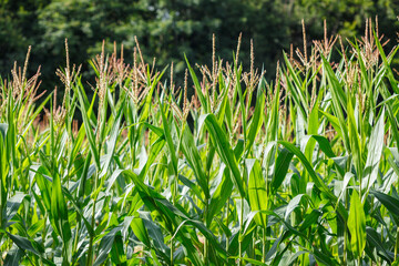 Lush green corn plants (maize) with tassels and leaves in small organic farm field