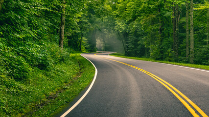 road in the woods