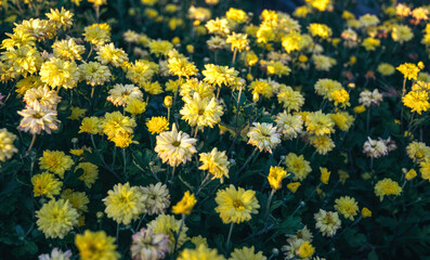 Fototapeta premium Yellow chrysanthemum in a sunny garden