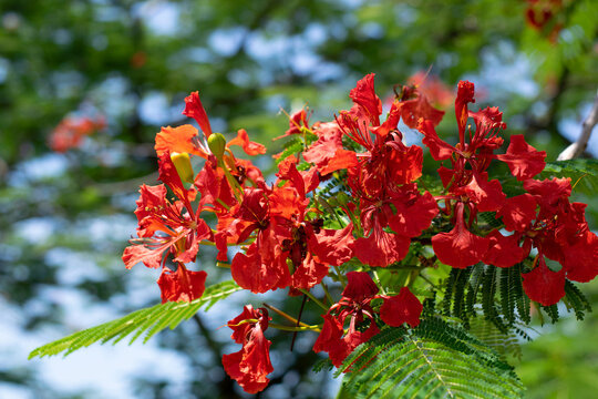 FLORES ROJAS CON DESENFOQUE DE FONDO