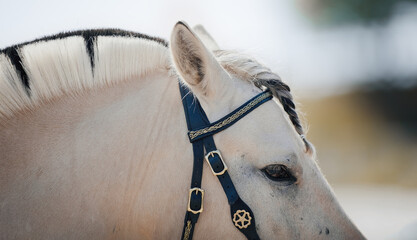 A horse with a braid of bangs. The ears, the mane and the horse's eye close up.