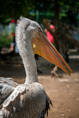 beautiful pink pelicans in the Odessa zoo birds in captivity