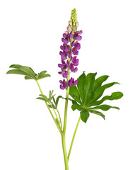 Purple lupine flower isolated on white background. Lupinus or Wolf bean. Beautiful summer flowers.