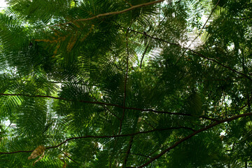 RAMAS DE ARBOL 