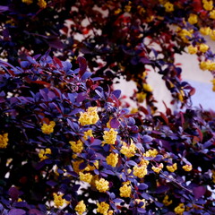 Beautiful Blooming Yellow flowers by a bush with purple leaves. Berberis ottawensis auricoma plant.