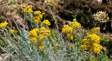 Close up of immortelle plant in the field