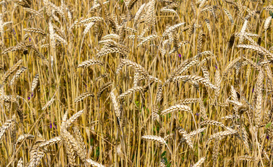 Background of ripening ears of yellow wheat field