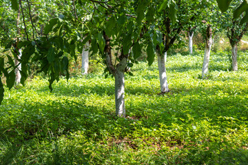 Fototapeta na wymiar White-painted fruit trees in the orchard illuminated by the sun