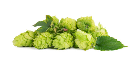 Fresh green hops branch, isolated on a white background. Hop cones with leaf. Organic hop flowers....