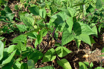 in the garden bushes with burgundy asparagus, close-up