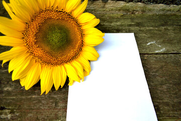 sunflower on wooden background with place for signature, close-up