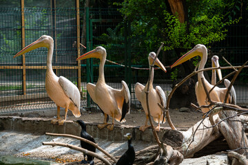 beautiful pink pelicans in the Odessa zoo birds in captivity
