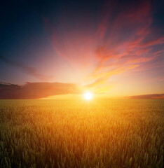 Fototapeta na wymiar Sunset over the wheat field