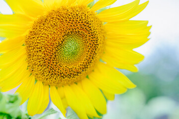 Obraz premium sunflower flower close up. floral background