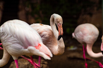 Fototapeta premium Beautiful pink flamingos in the Odessa zoo birds in captivity