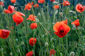 red poppy flowers in the afternoon - close up blurred background