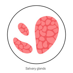 Salivary gland concept