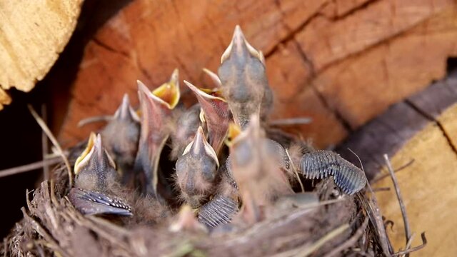 nest, newborn, chicks, blackbird, close up, bird, animal, nature, baby, young, beak, wildlife, small, live, many, no people, hungry, hunger, desire, thirst, wild, cute, yellow, life, fluffy, nestling,