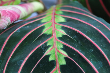 Macro view of the veins on a leaf of the herringbone plant