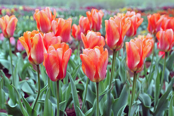 Tulips