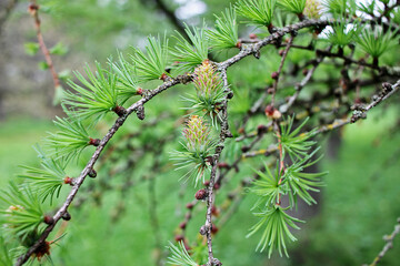 Larch in spring