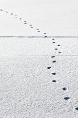 Footprints in the Snow
