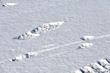 Footprints in the Snow