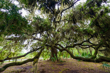 Hilton Head Island, South Carolina, USA, Oak Trees with Spanish Moss - obrazy, fototapety, plakaty