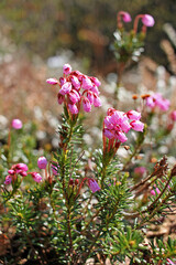 Obraz premium Phyllodoce caerulea