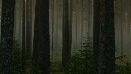 The dark misty forest is filled with morning light