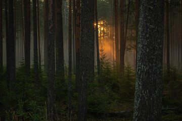 The first rays of the rising sun penetrated into the dark misty forest