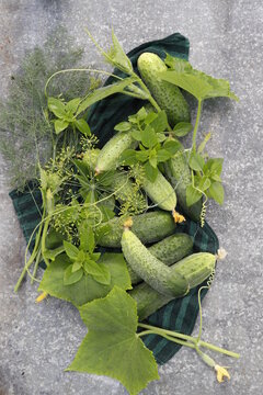Fresh organic cucumbers, dill and basil on a gray metal background.