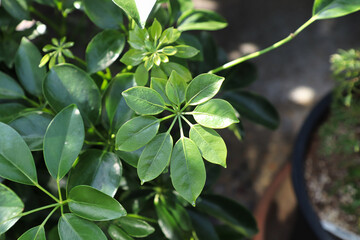 Tiny new growth leaves on a dwarf umbrella tree