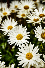 Fototapeta premium white daisy flowers with yellow centers blooming in garden outdoor