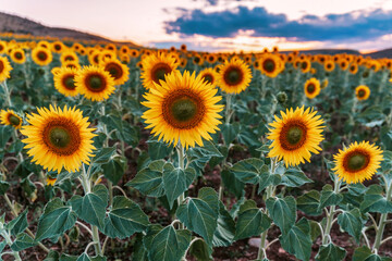 field of sunflowers at sunset