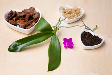 Transplant orchids at home. Planting tools with bark soil, pot and moss. Orchid transplant process. Small young phalaenopsis orchid sprout.