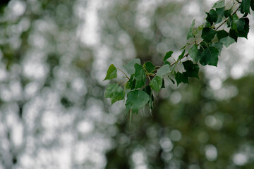 Ramas de arbol  o arbustos al aire libre