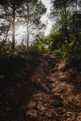 Obraz premium Path between trees in a forest