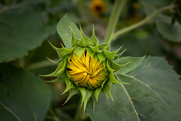 young sunflower