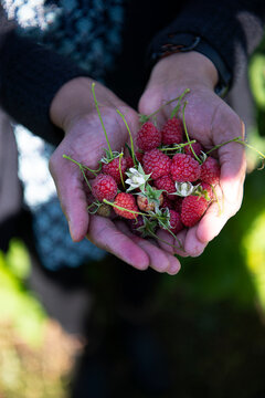 Raspberry plucking and raspberry in hand