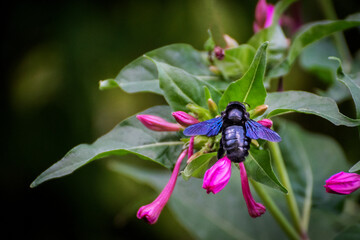 Fototapeta na wymiar Black bumblebee on purple flowers
