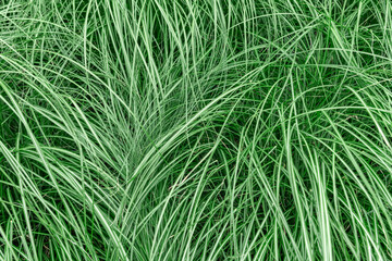 Texture of an ornamental grass 6052