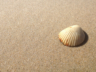 Fototapeta na wymiar Single Shell on Sandy Beach