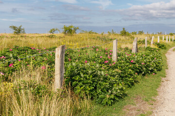 Fototapeta premium Kartoffel-Rosen (Rosa rugosa) und andere Wildrosen auf dem Strandwall an der Ostsee bei Sehlendorf in Schleswig-Holstein. ......