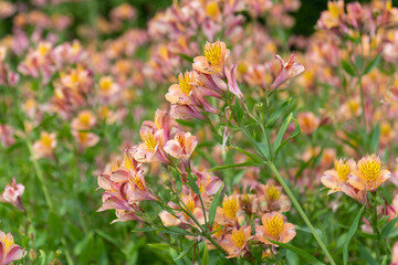 Close up of Peruvian lilies in bloom
