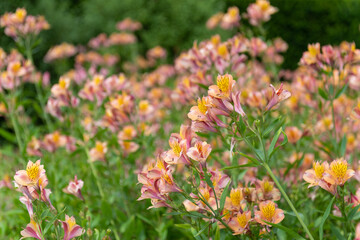 Fototapeta premium Close up of Peruvian lilies in bloom