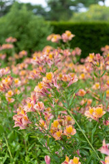 Close up of Peruvian lilies in bloom