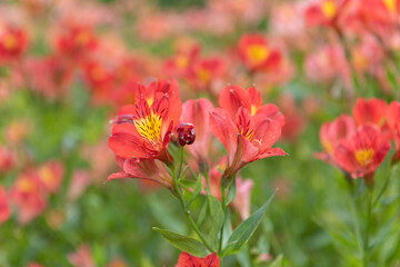 Close up of Peruvian lilies in bloom
