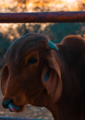 Toro de perfil mostrando la lengua