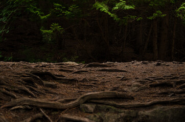 tree roots in the forest background